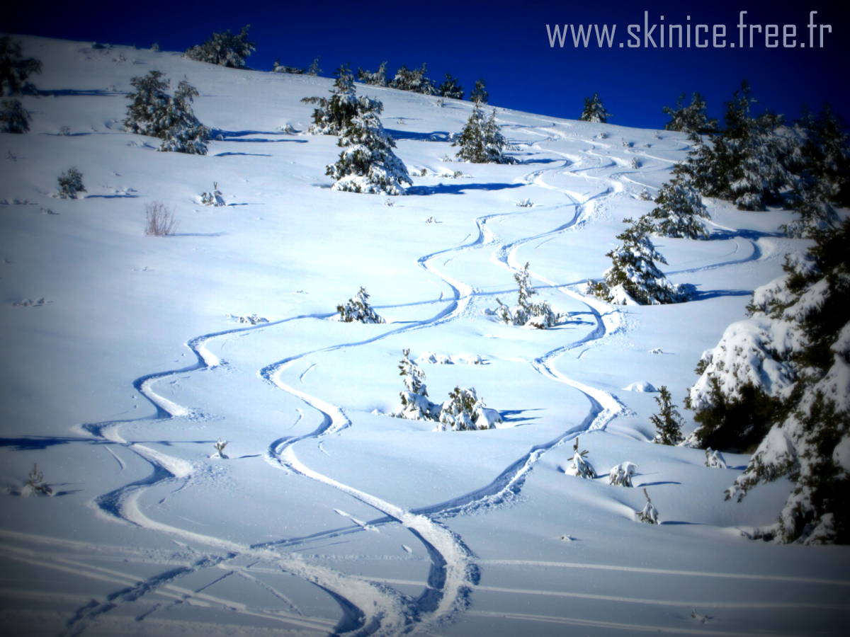 skinice